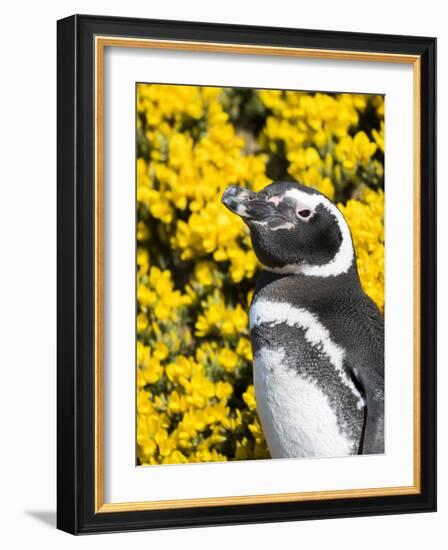 Magellanic Penguin at burrow in front of yellow flowering gorse, Falkland Islands-Martin Zwick-Framed Photographic Print