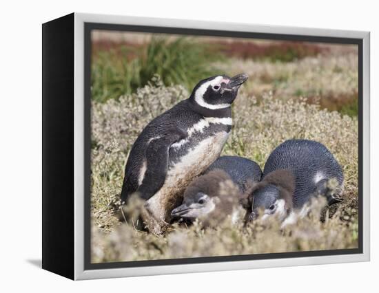 Magellanic Penguin at burrow with half grown chicks. Falkland Islands-Martin Zwick-Framed Premier Image Canvas