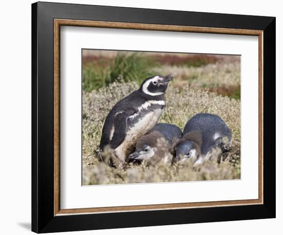 Magellanic Penguin at burrow with half grown chicks. Falkland Islands-Martin Zwick-Framed Photographic Print