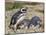 Magellanic Penguin at burrow with half grown chicks. Falkland Islands-Martin Zwick-Mounted Photographic Print