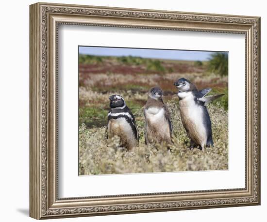 Magellanic Penguin at burrow with half grown chicks. Falkland Islands-Martin Zwick-Framed Photographic Print