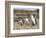 Magellanic Penguin at burrow with half grown chicks. Falkland Islands-Martin Zwick-Framed Photographic Print