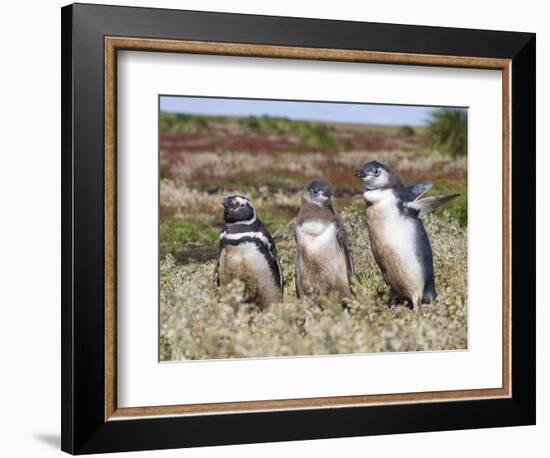 Magellanic Penguin at burrow with half grown chicks. Falkland Islands-Martin Zwick-Framed Photographic Print