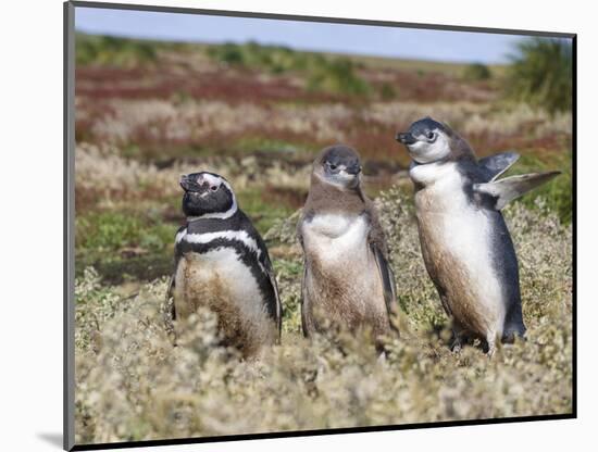 Magellanic Penguin at burrow with half grown chicks. Falkland Islands-Martin Zwick-Mounted Photographic Print