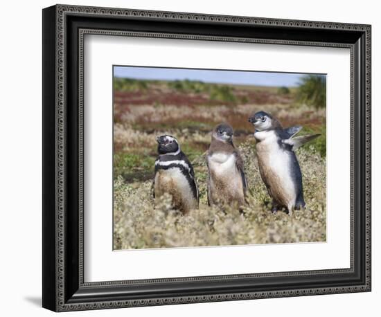 Magellanic Penguin at burrow with half grown chicks. Falkland Islands-Martin Zwick-Framed Photographic Print