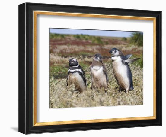 Magellanic Penguin at burrow with half grown chicks. Falkland Islands-Martin Zwick-Framed Photographic Print