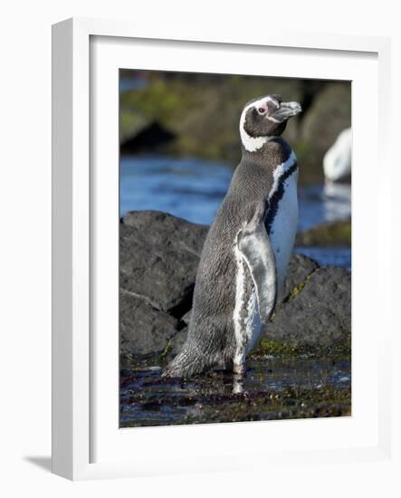 Magellanic Penguin at rocky shore, Falkland Islands-Martin Zwick-Framed Photographic Print