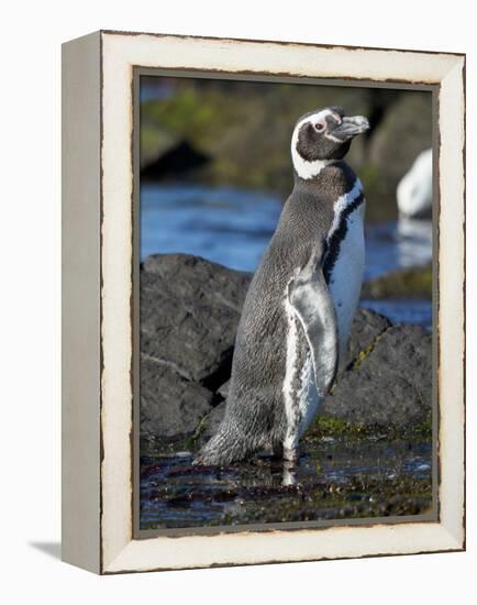 Magellanic Penguin at rocky shore, Falkland Islands-Martin Zwick-Framed Premier Image Canvas