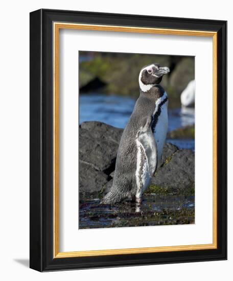 Magellanic Penguin at rocky shore, Falkland Islands-Martin Zwick-Framed Photographic Print