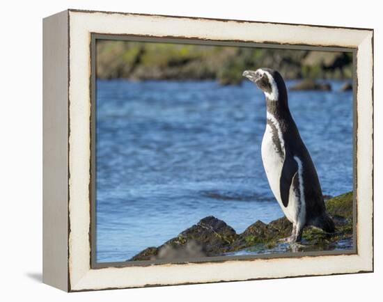 Magellanic Penguin at rocky shore, Falkland Islands-Martin Zwick-Framed Premier Image Canvas