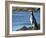 Magellanic Penguin at rocky shore, Falkland Islands-Martin Zwick-Framed Photographic Print