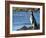 Magellanic Penguin at rocky shore, Falkland Islands-Martin Zwick-Framed Photographic Print