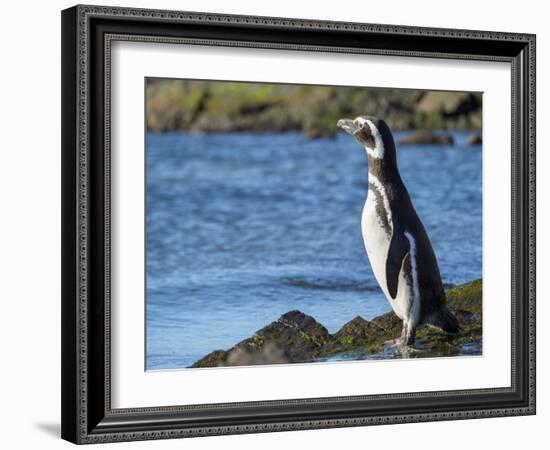 Magellanic Penguin at rocky shore, Falkland Islands-Martin Zwick-Framed Photographic Print