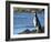 Magellanic Penguin at rocky shore, Falkland Islands-Martin Zwick-Framed Photographic Print