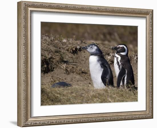 Magellanic Penguin Colony, Seno Otway, Patagonia, Chile, South America-Sergio Pitamitz-Framed Photographic Print