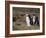 Magellanic Penguin Colony, Seno Otway, Patagonia, Chile, South America-Sergio Pitamitz-Framed Photographic Print