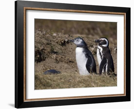 Magellanic Penguin Colony, Seno Otway, Patagonia, Chile, South America-Sergio Pitamitz-Framed Photographic Print