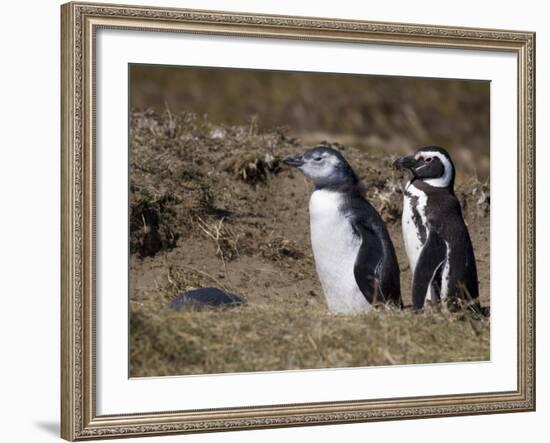 Magellanic Penguin Colony, Seno Otway, Patagonia, Chile, South America-Sergio Pitamitz-Framed Photographic Print