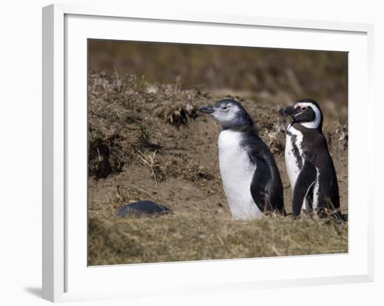 Magellanic Penguin Colony, Seno Otway, Patagonia, Chile, South America-Sergio Pitamitz-Framed Photographic Print