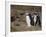 Magellanic Penguin Colony, Seno Otway, Patagonia, Chile, South America-Sergio Pitamitz-Framed Photographic Print