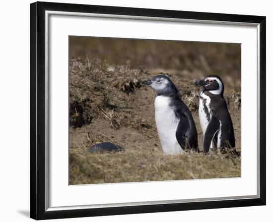 Magellanic Penguin Colony, Seno Otway, Patagonia, Chile, South America-Sergio Pitamitz-Framed Photographic Print