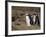 Magellanic Penguin Colony, Seno Otway, Patagonia, Chile, South America-Sergio Pitamitz-Framed Photographic Print