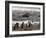 Magellanic Penguin Colony, Seno Otway, Patagonia, Chile, South America-Sergio Pitamitz-Framed Photographic Print