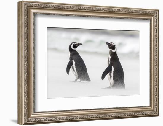 Magellanic Penguin on Beach. Falkland Islands-Martin Zwick-Framed Photographic Print