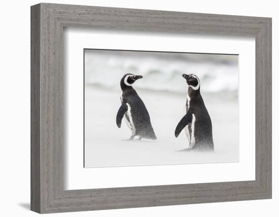 Magellanic Penguin on Beach. Falkland Islands-Martin Zwick-Framed Photographic Print