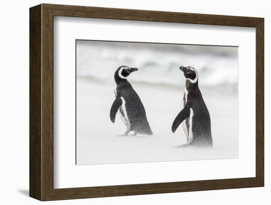 Magellanic Penguin on Beach. Falkland Islands-Martin Zwick-Framed Photographic Print