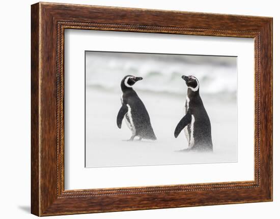 Magellanic Penguin on Beach. Falkland Islands-Martin Zwick-Framed Photographic Print