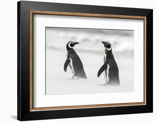 Magellanic Penguin on Beach. Falkland Islands-Martin Zwick-Framed Photographic Print