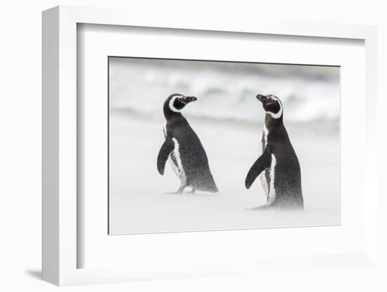 Magellanic Penguin on Beach. Falkland Islands-Martin Zwick-Framed Photographic Print