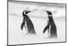 Magellanic Penguin on Beach. Falkland Islands-Martin Zwick-Mounted Photographic Print