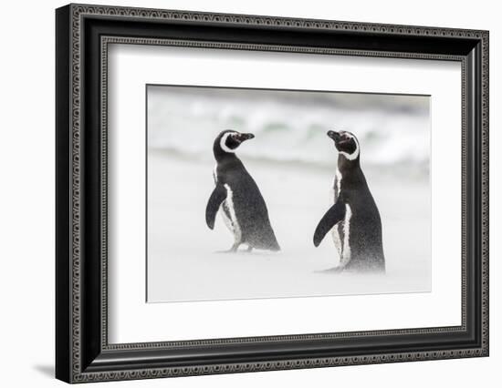 Magellanic Penguin on Beach. Falkland Islands-Martin Zwick-Framed Photographic Print