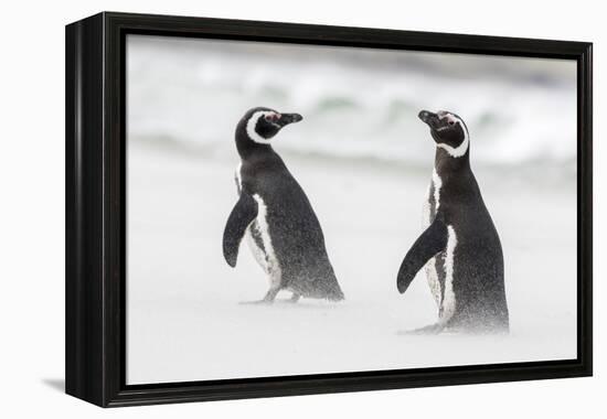 Magellanic Penguin on Beach. Falkland Islands-Martin Zwick-Framed Premier Image Canvas