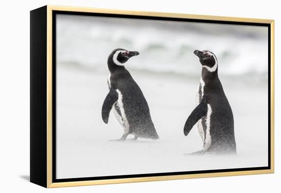 Magellanic Penguin on Beach. Falkland Islands-Martin Zwick-Framed Premier Image Canvas