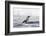 Magellanic Penguin on beach leaving the ocean. Falkland Islands-Martin Zwick-Framed Photographic Print