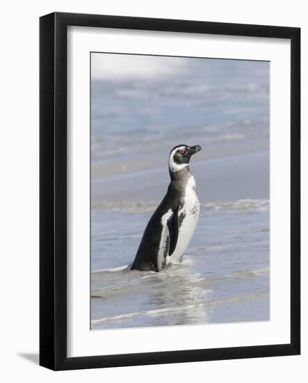 Magellanic Penguin on beach leaving the ocean. Falkland Islands-Martin Zwick-Framed Photographic Print