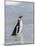 Magellanic Penguin on beach leaving the ocean. Falkland Islands-Martin Zwick-Mounted Photographic Print