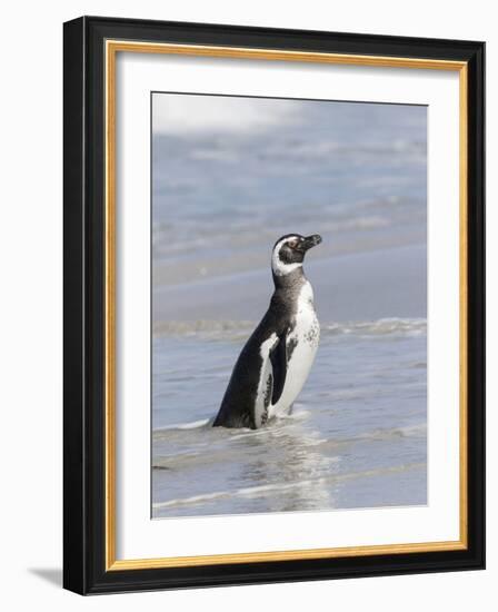 Magellanic Penguin on beach leaving the ocean. Falkland Islands-Martin Zwick-Framed Photographic Print