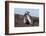 Magellanic Penguin, Pair at Burrow. Falkland Islands-Martin Zwick-Framed Photographic Print