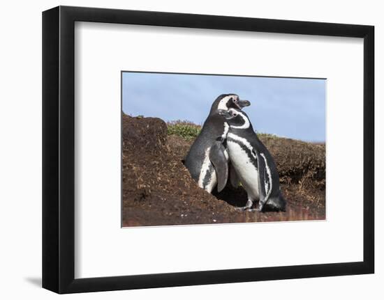 Magellanic Penguin, Pair at Burrow. Falkland Islands-Martin Zwick-Framed Photographic Print