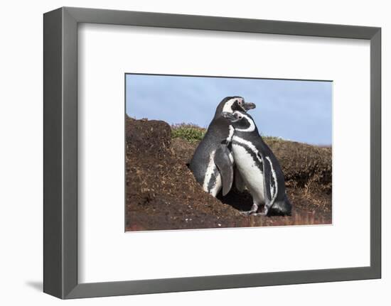 Magellanic Penguin, Pair at Burrow. Falkland Islands-Martin Zwick-Framed Photographic Print