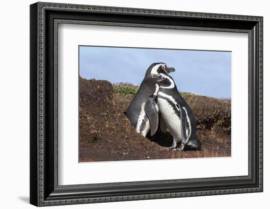 Magellanic Penguin, Pair at Burrow. Falkland Islands-Martin Zwick-Framed Photographic Print