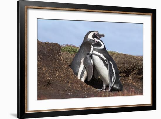 Magellanic Penguin, Pair at Burrow. Falkland Islands-Martin Zwick-Framed Photographic Print