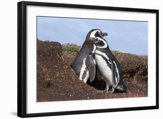 Magellanic Penguin, Pair at Burrow. Falkland Islands-Martin Zwick-Framed Photographic Print