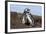 Magellanic Penguin, Pair at Burrow. Falkland Islands-Martin Zwick-Framed Photographic Print