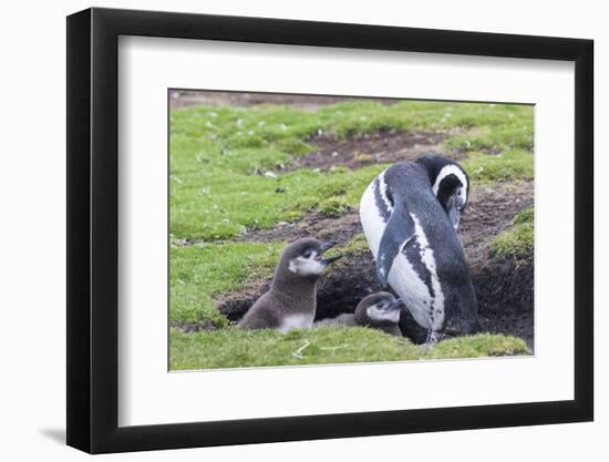 Magellanic Penguin, Pair with Chicks at Burrow. Falkland Islands-Martin Zwick-Framed Photographic Print