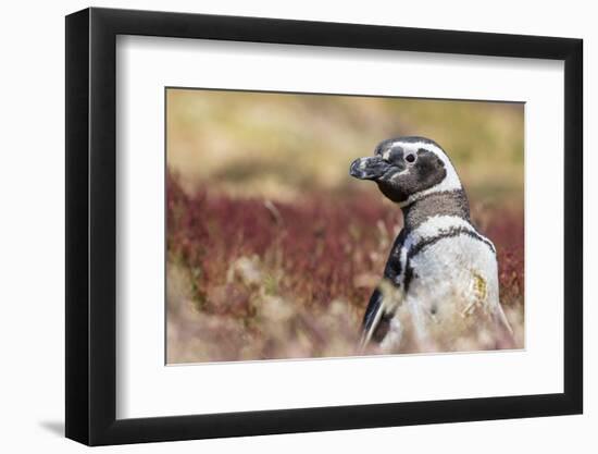 Magellanic Penguin, Portrait at Burrow. Falkland Islands-Martin Zwick-Framed Photographic Print
